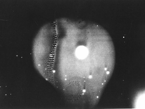 Deadly Mushrooms anyone?